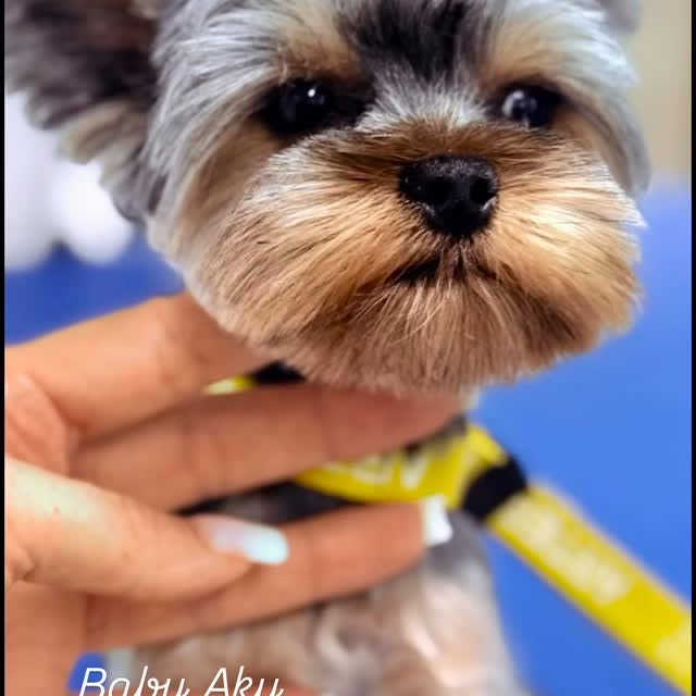 Pui de Yorkshire Terrier ținut în mână după toaletaj