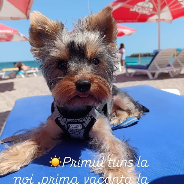 Yorkshire Terrier pe un șezlong la mare, vara