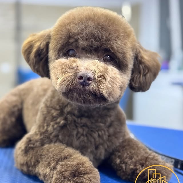 Pudel toy ciocolatiu cu tuns teddy bear