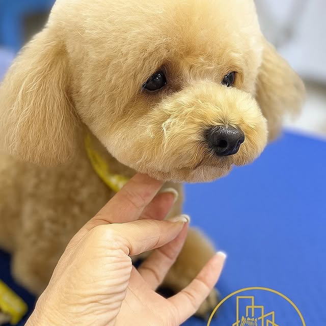 Pudel toy apricot cu tuns teddy bear, mângâiat ușor sub bărbie, la City Pet Grooming