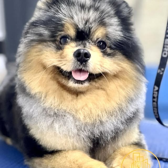 Pomeranian merle proaspăt tuns, zâmbind cu limba afară