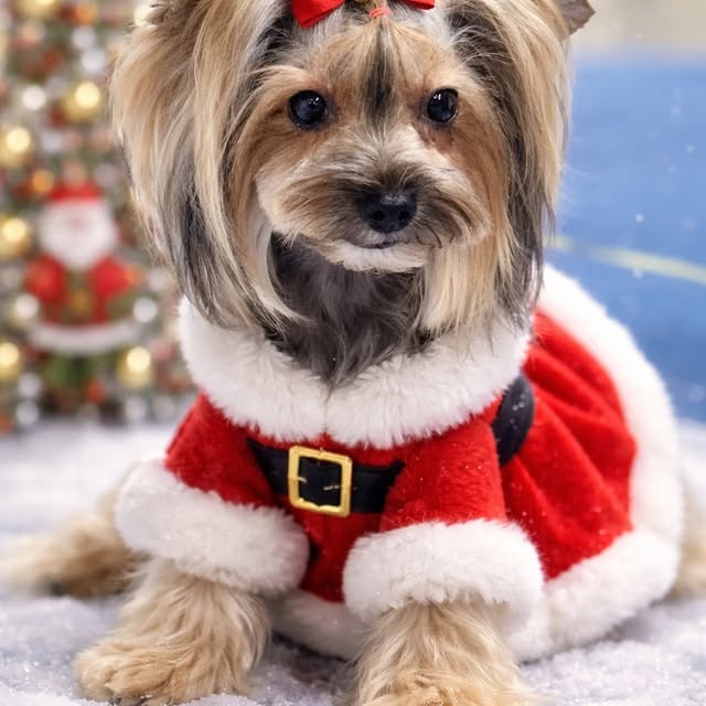 Yorkshire Terrier în costum de Moș Crăciun lângă bradul împodobit