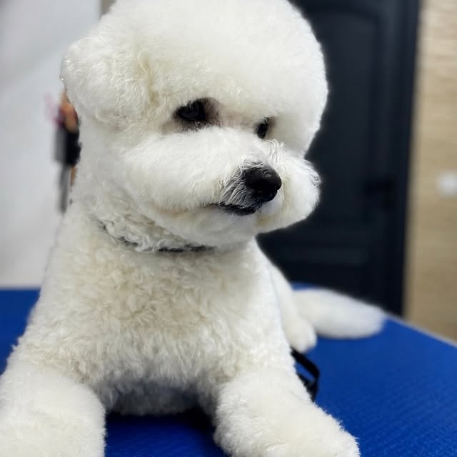Bichon Frisé alb cu capul rotunjit perfect
