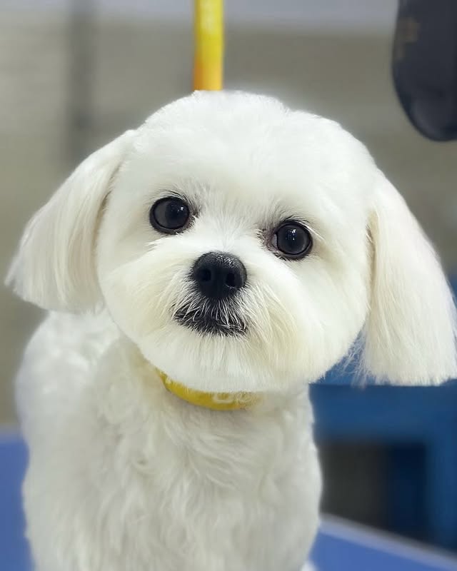 Maltez alb cu fața proaspăt tunsă și fundiță galbenă