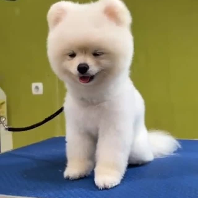 Pui de Pomeranian alb, pufos, după toaletaj