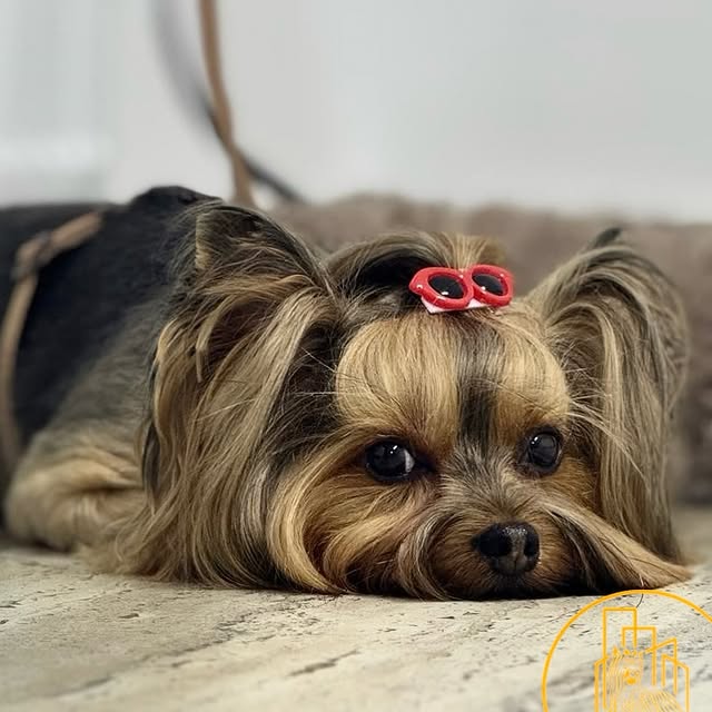Yorkshire Terrier cu o agrafă în formă de ochelari roșii